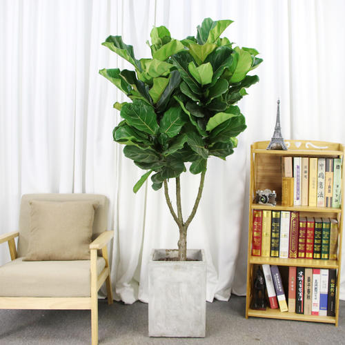 1608866747410475.jpg 琴葉榕.jpg