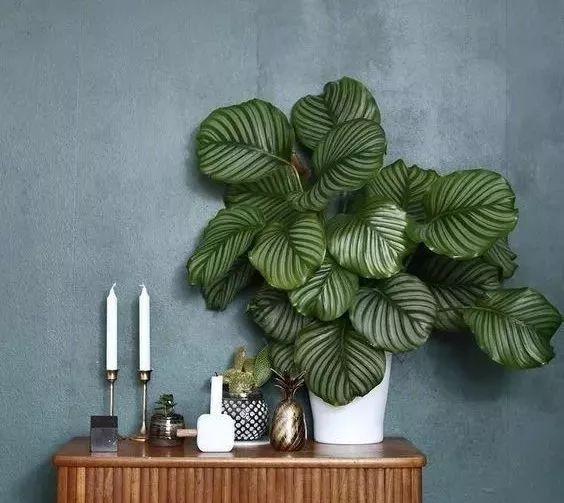 1608866978489939.jpg 青蘋果竹芋.jpg